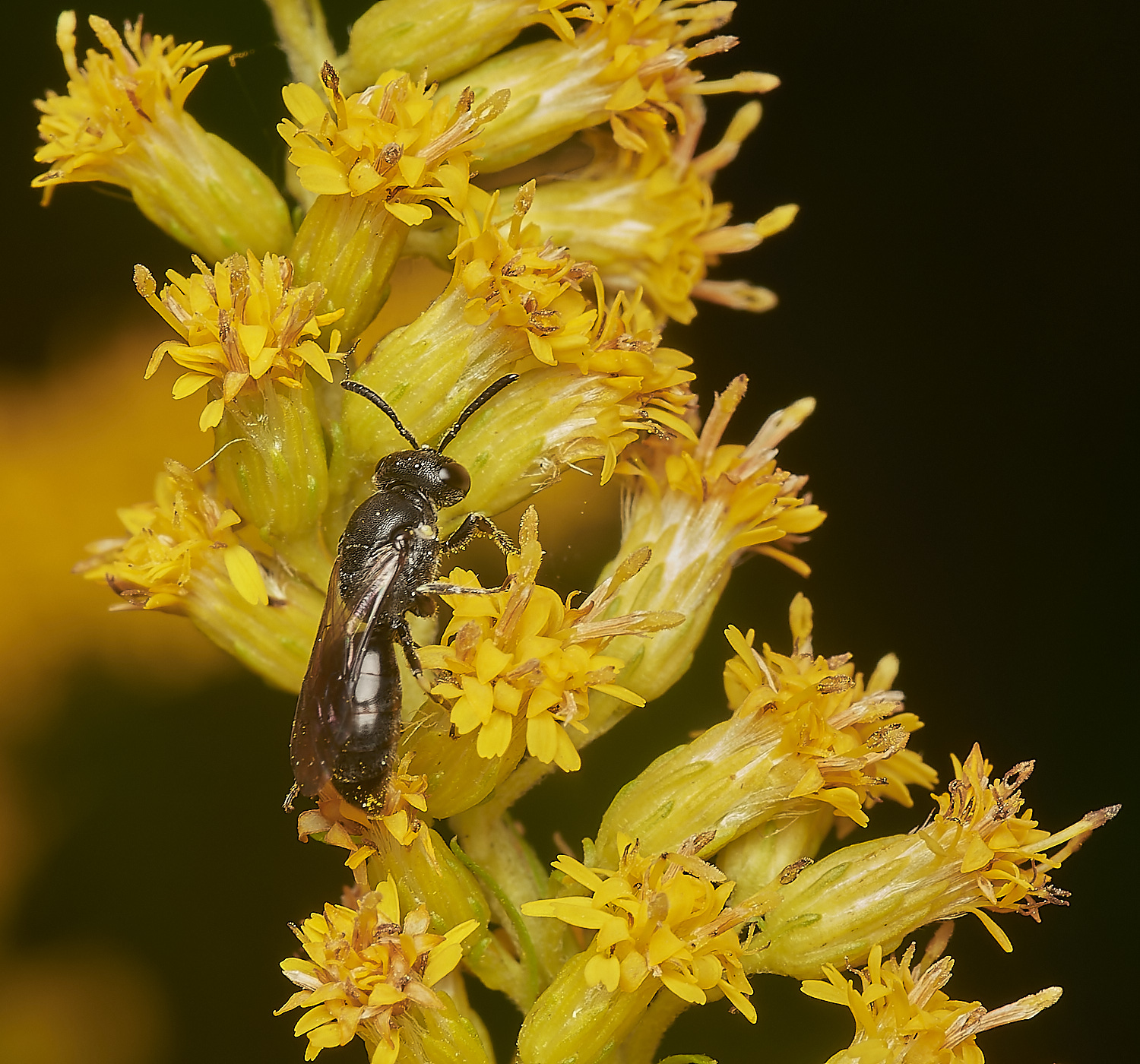 HanworthYellow-faceBee080823-3-NEF_DxO_DeepPRIME