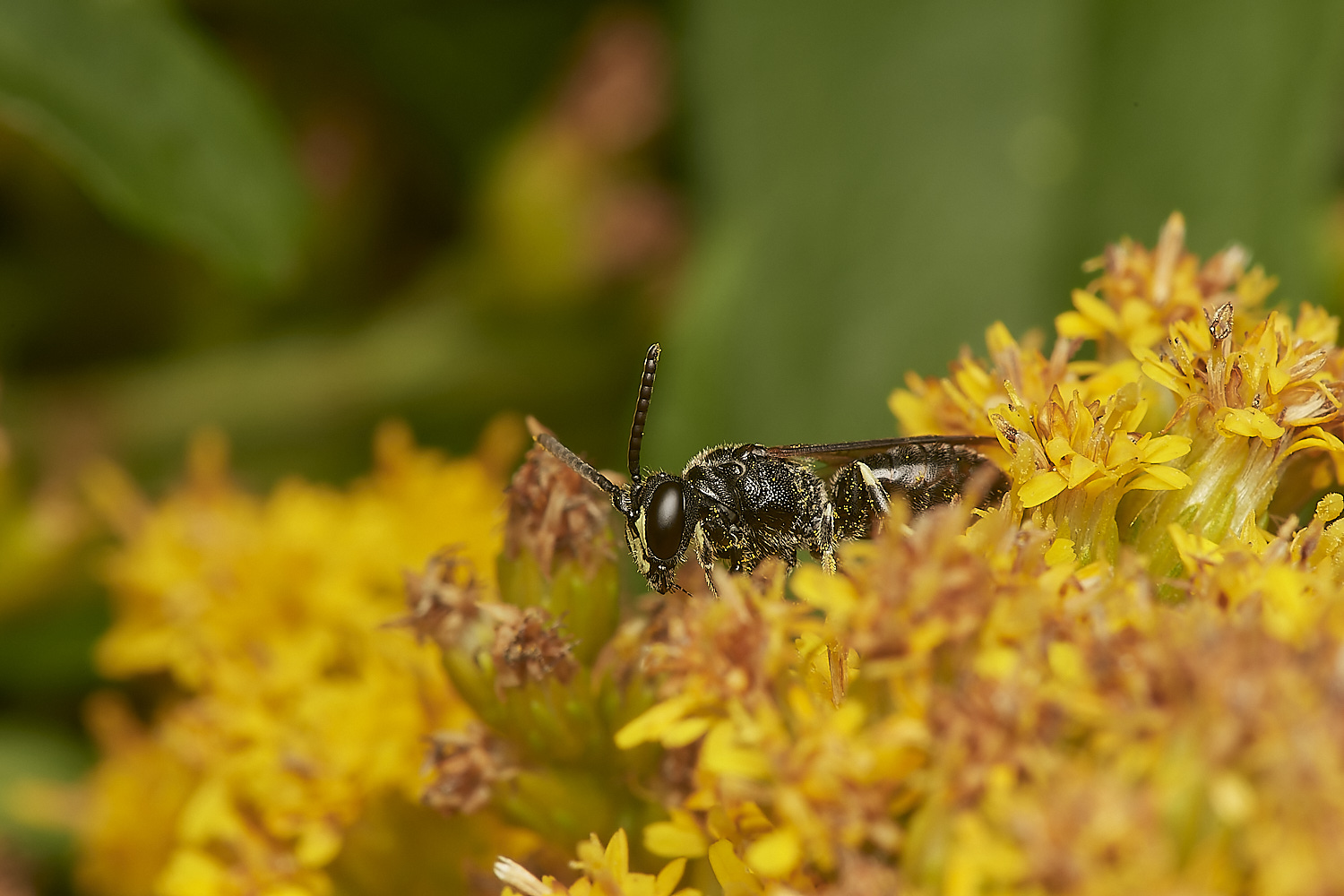 HanworthYellow-faceBee080823-5-NEF_DxO_DeepPRIME