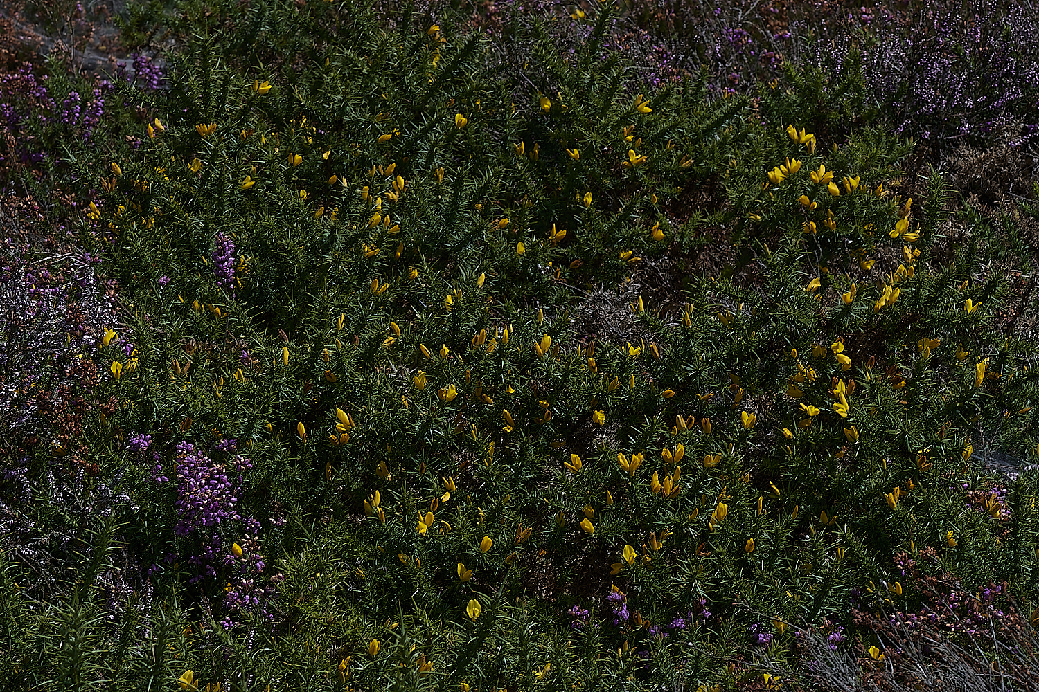 KellingHeathGorse290723-1-NEF_DxO_DeepPRIME