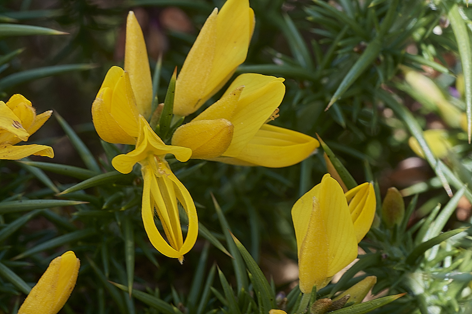 KellingHeathGorse290723-4-NEF_DxO_DeepPRIME