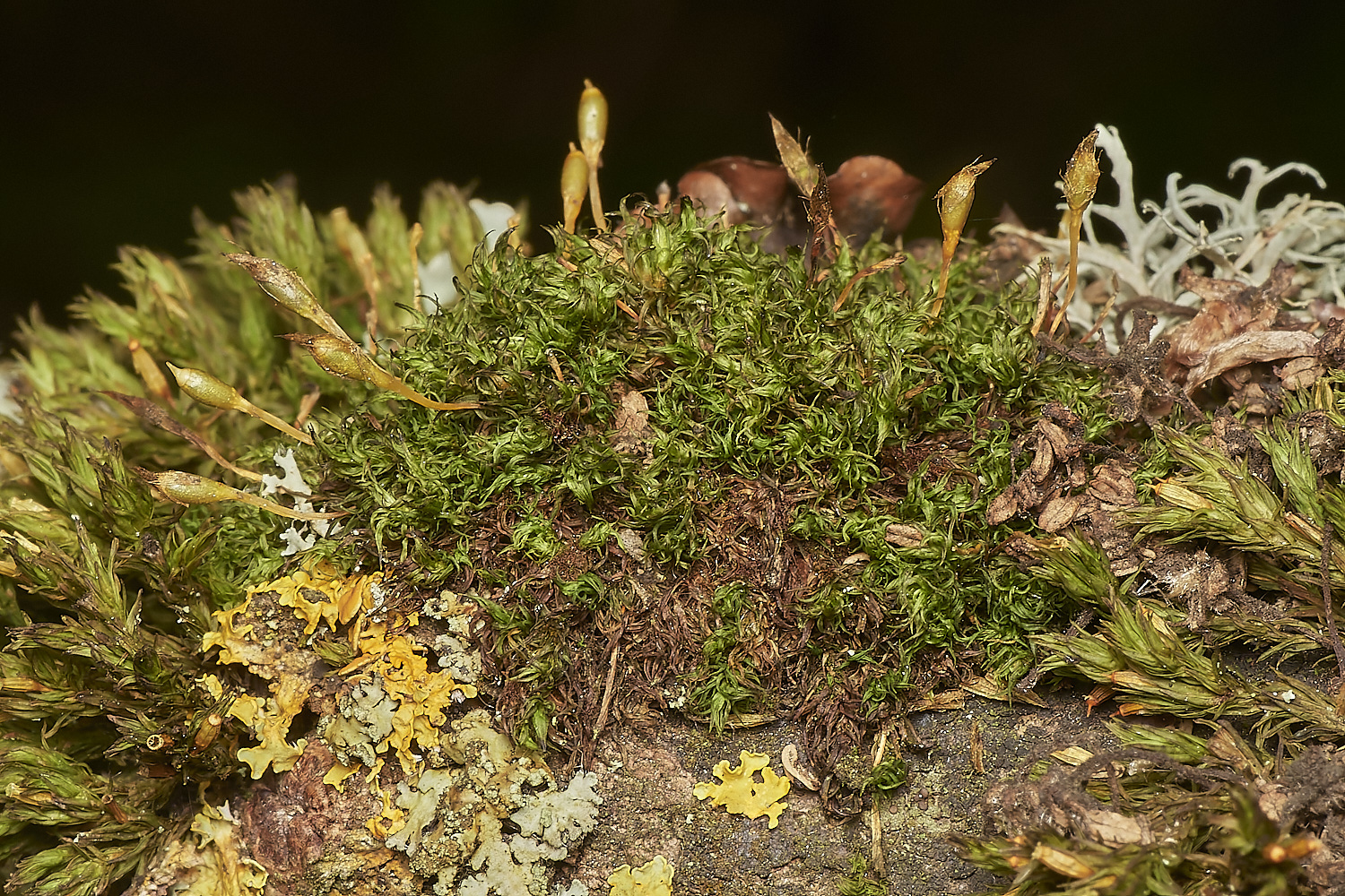 KellingHeathMoss290723-1-NEF_DxO_DeepPRIME