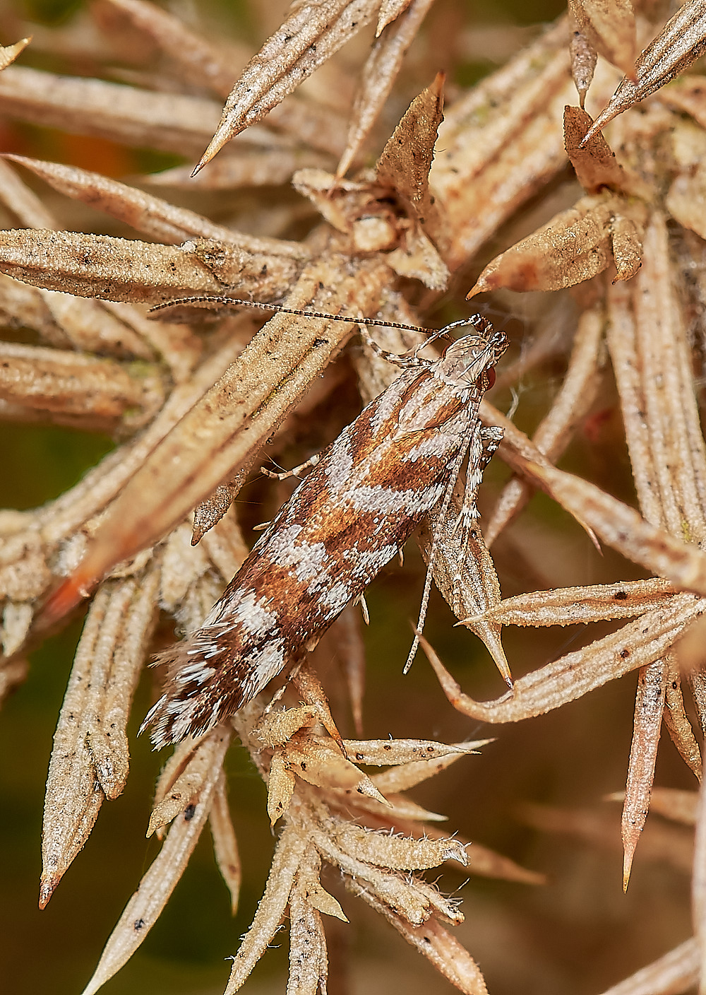 KellingHeathMoth290723-1-NEF_DxO_DeepPRIME 1