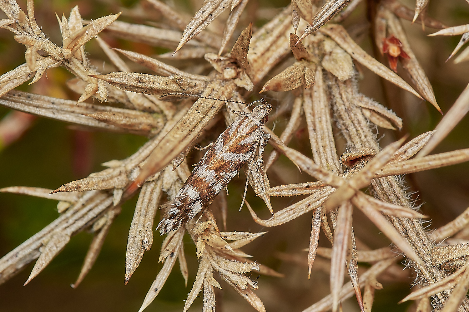 KellingHeathMoth290723-1-NEF_DxO_DeepPRIME