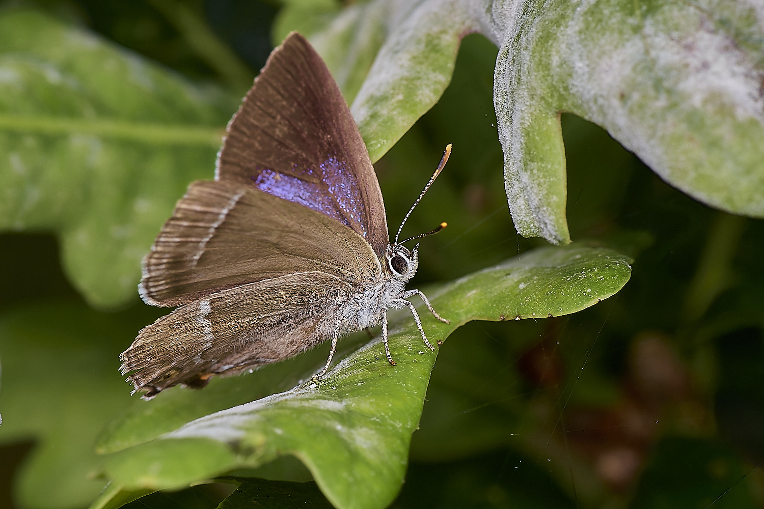 KellingHeathPurple290723-3-NEF_DxO_DeepPRIME