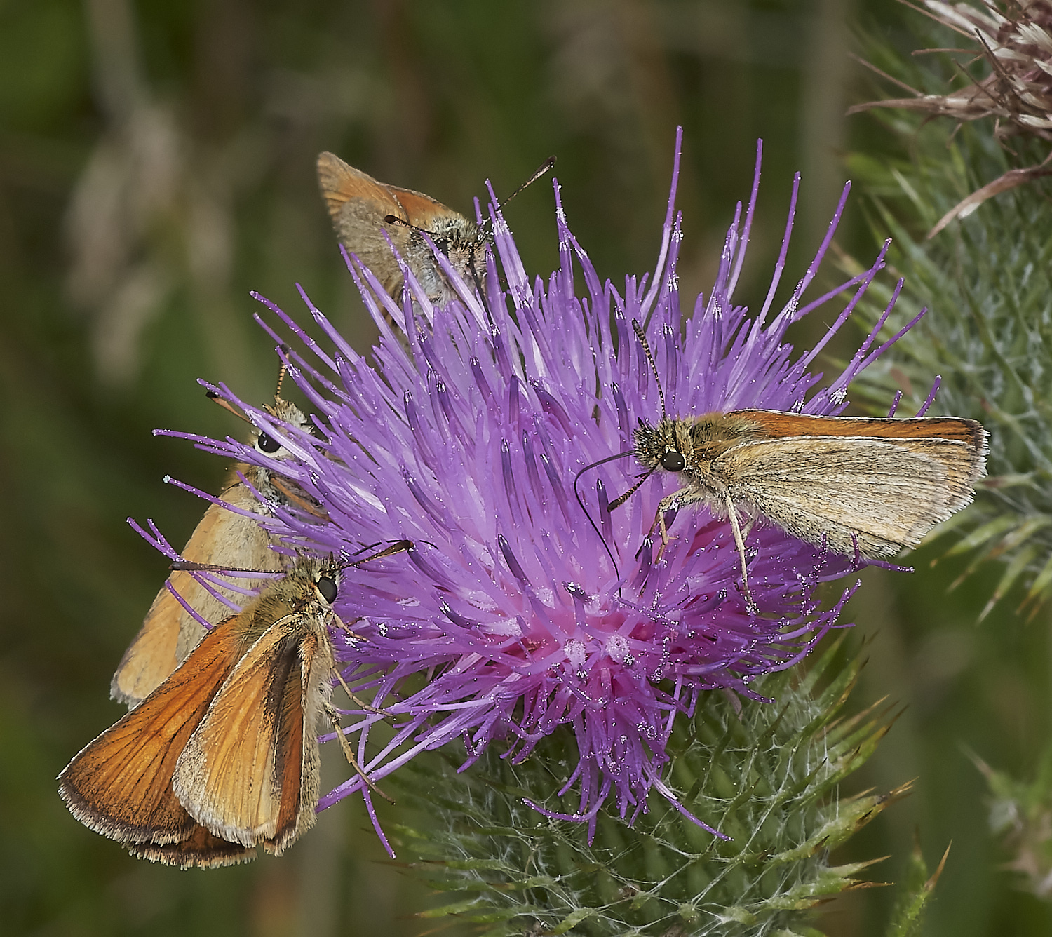 KellingHeathSkippers290723-1-NEF_DxO_DeepPRIME 1