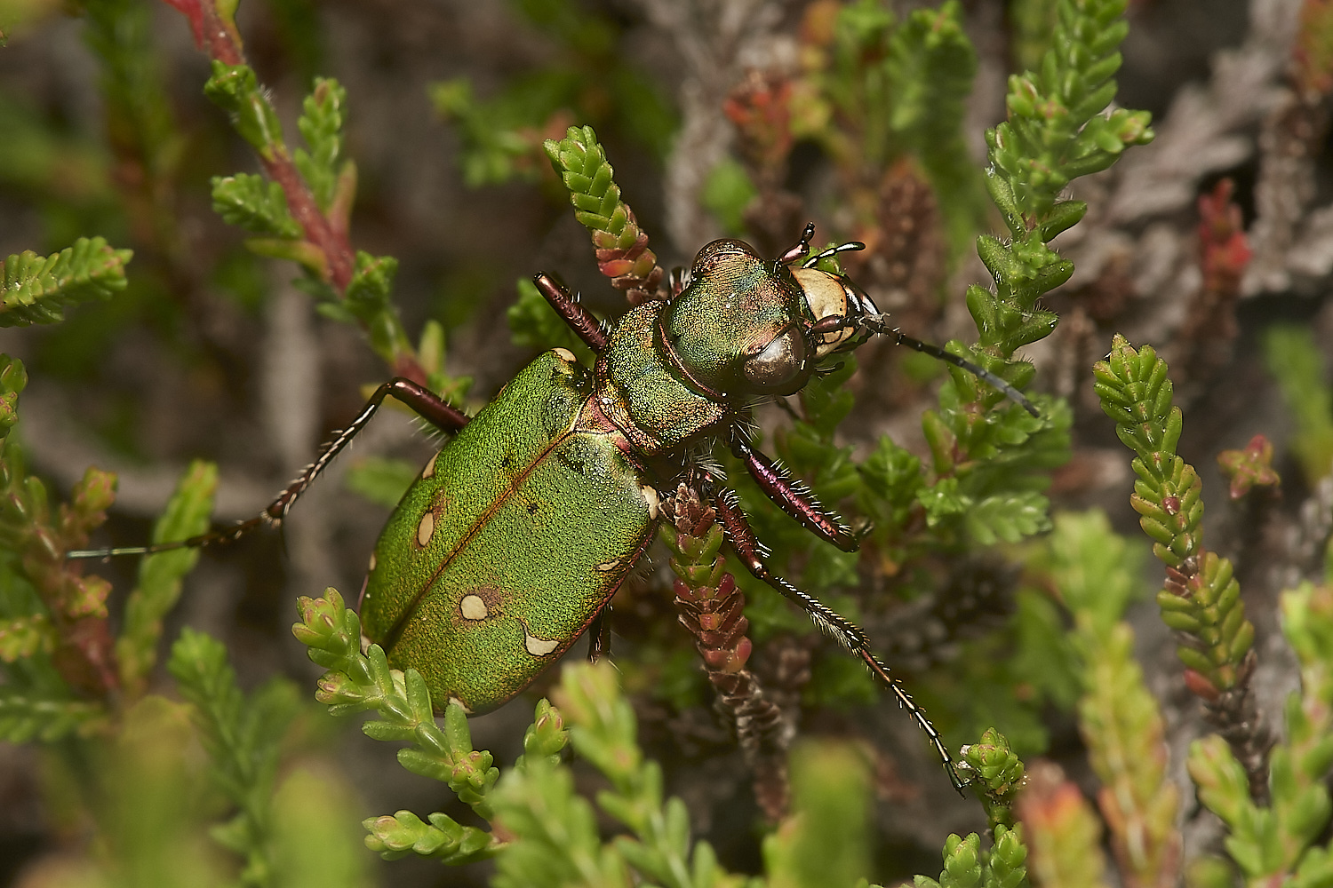 KellingHeathTigerBeetle290723-1-NEF_DxO_DeepPRIME 1