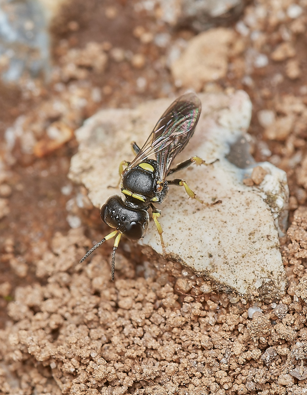 KellingHeathWasp290723-2-NEF_DxO_DeepPRIME