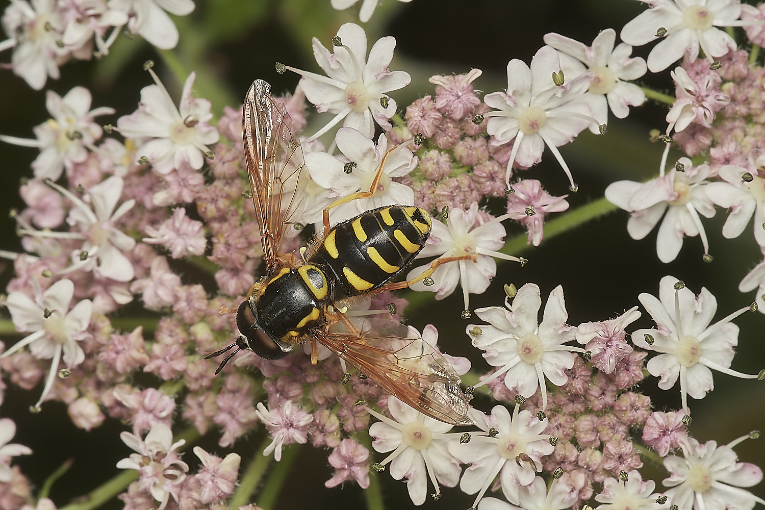 ManningtonBicinctum110823-1-NEF_DxO_DeepPRIME