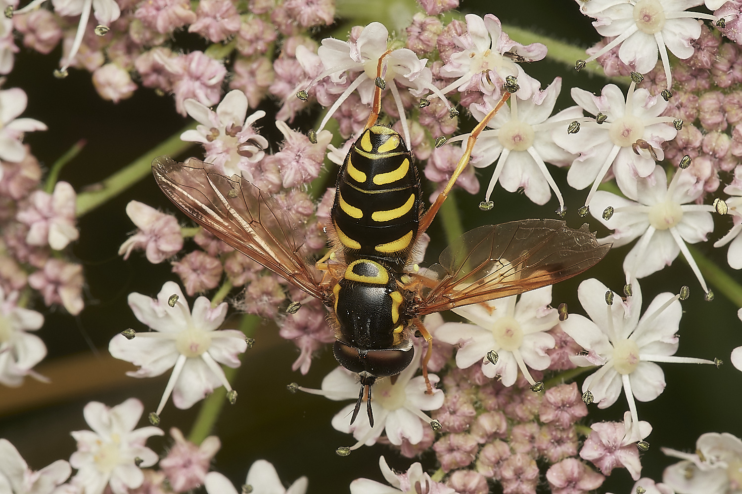 ManningtonBicinctum110823-2-NEF_DxO_DeepPRIME