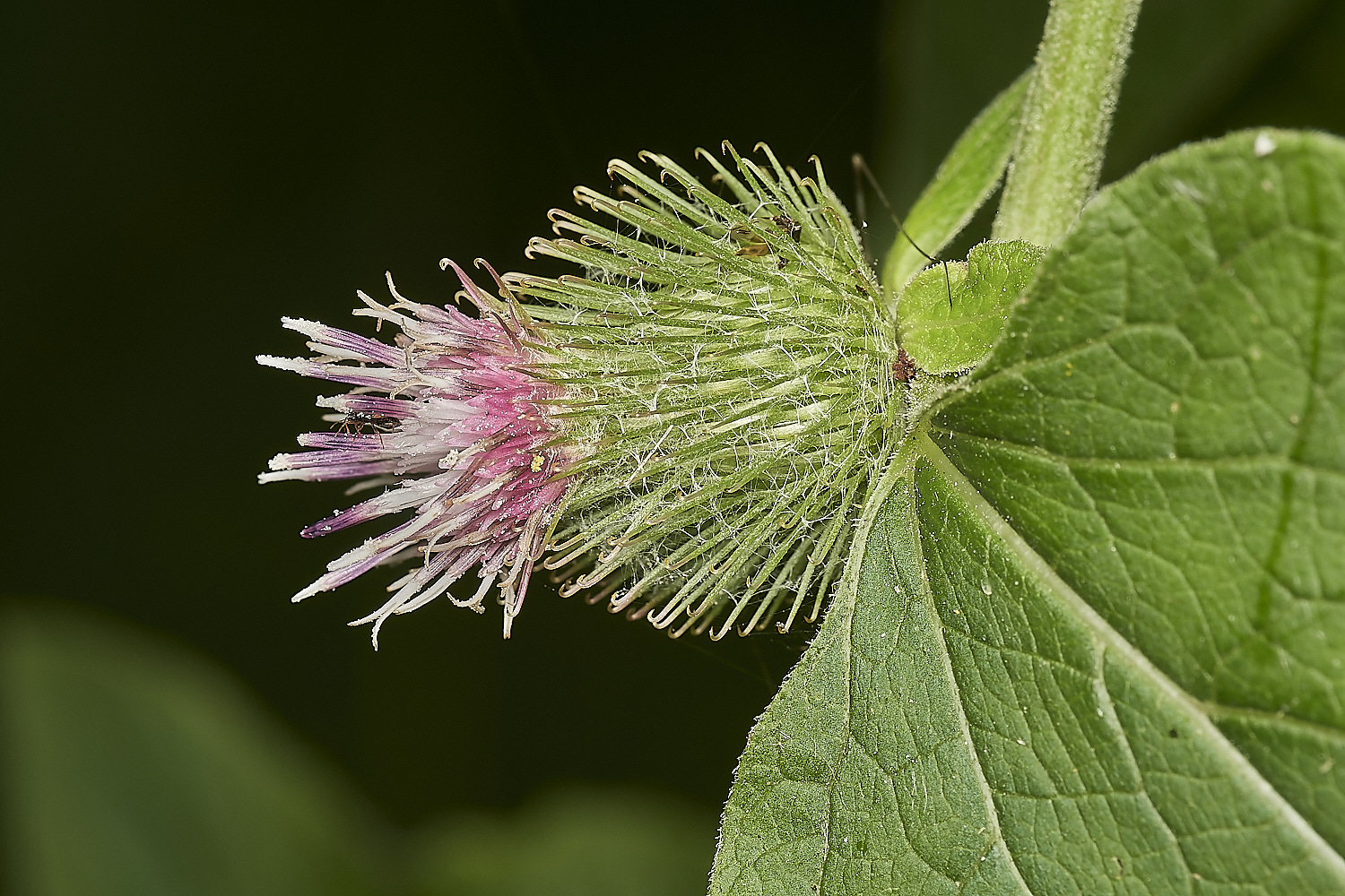 ManningtonBurdock110823-4-NEF_DxO_DeepPRIME