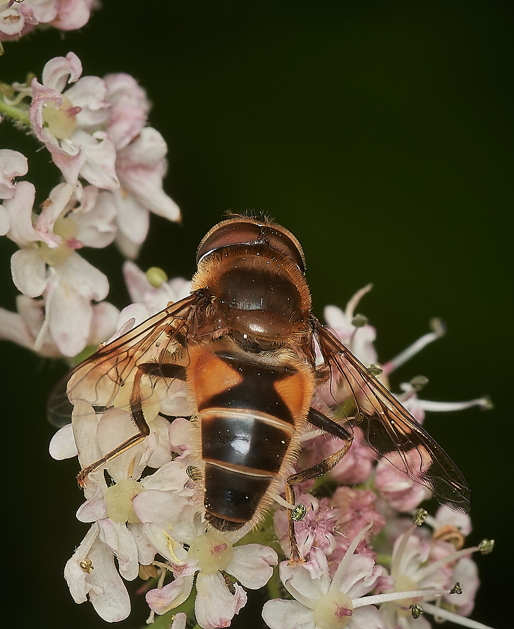 ManningtonEristalis110823-1-NEF_DxO_DeepPRIME