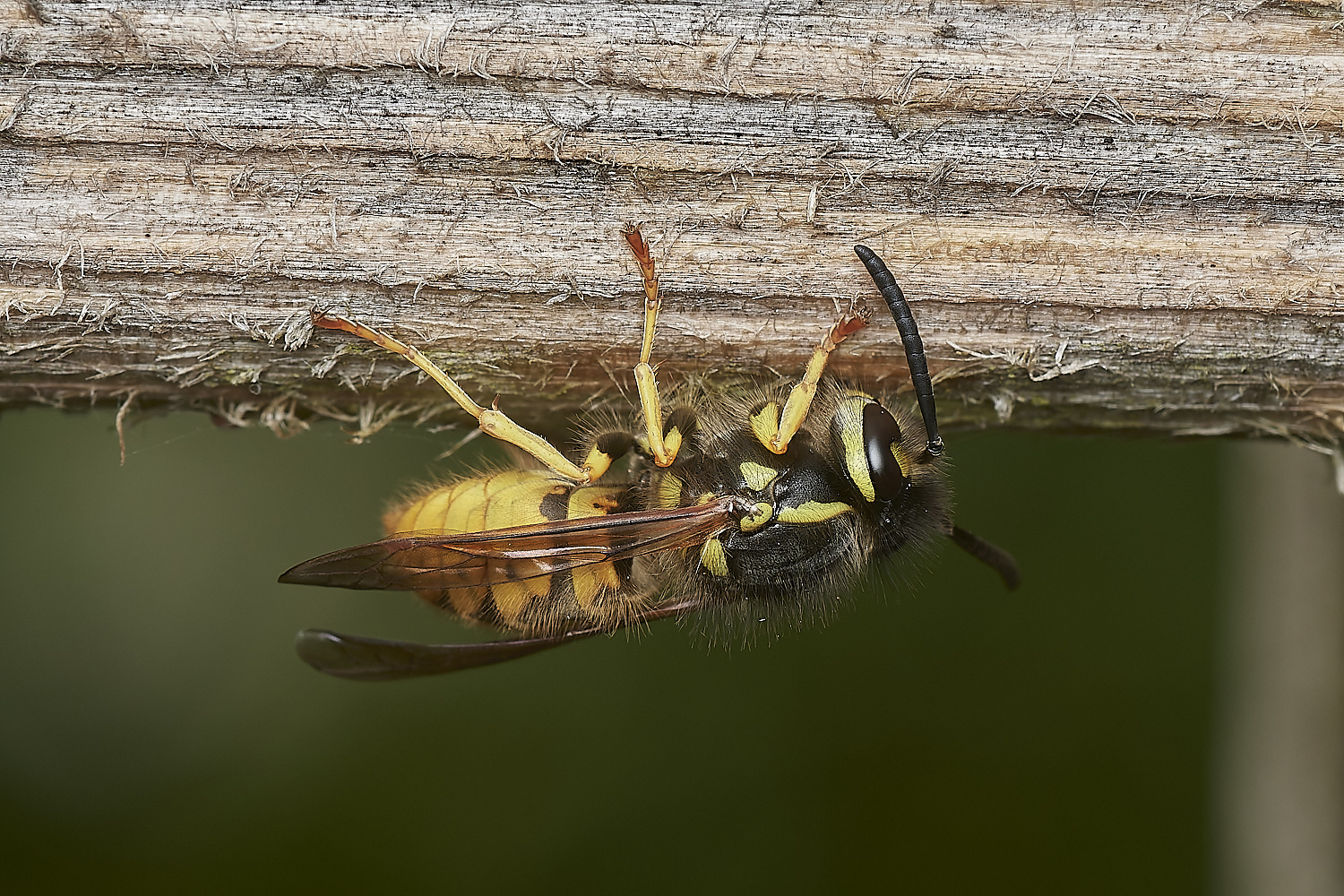 ManningtonWasp110823-1-NEF_DxO_DeepPRIME