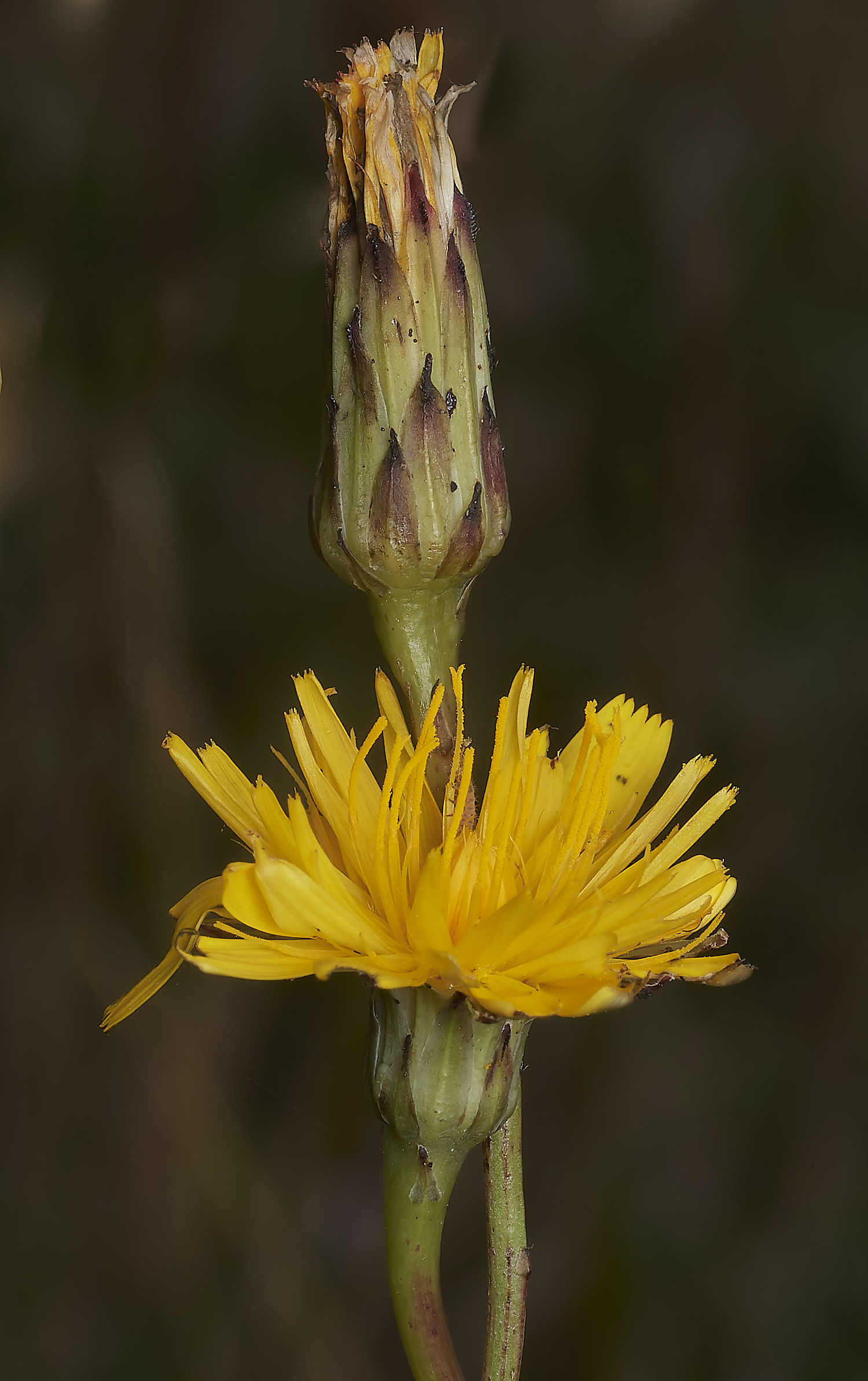 NorthDenesCat&#39;sEar180723-1-NEF_DxO_DeepPRIME