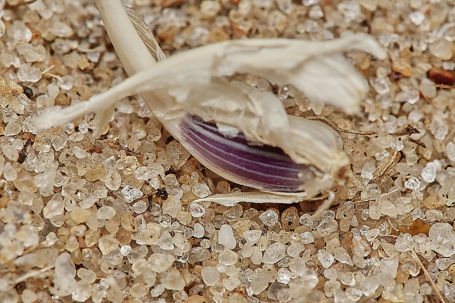 NorthDenesPbulbosa180723-3-NEF_DxO_DeepPRIME