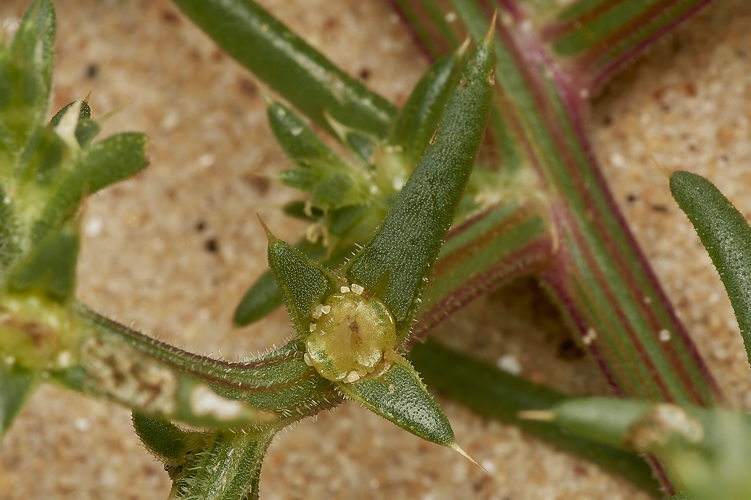 NorthDenesPricklySaltwort180723-4-NEF_DxO_DeepPRIME