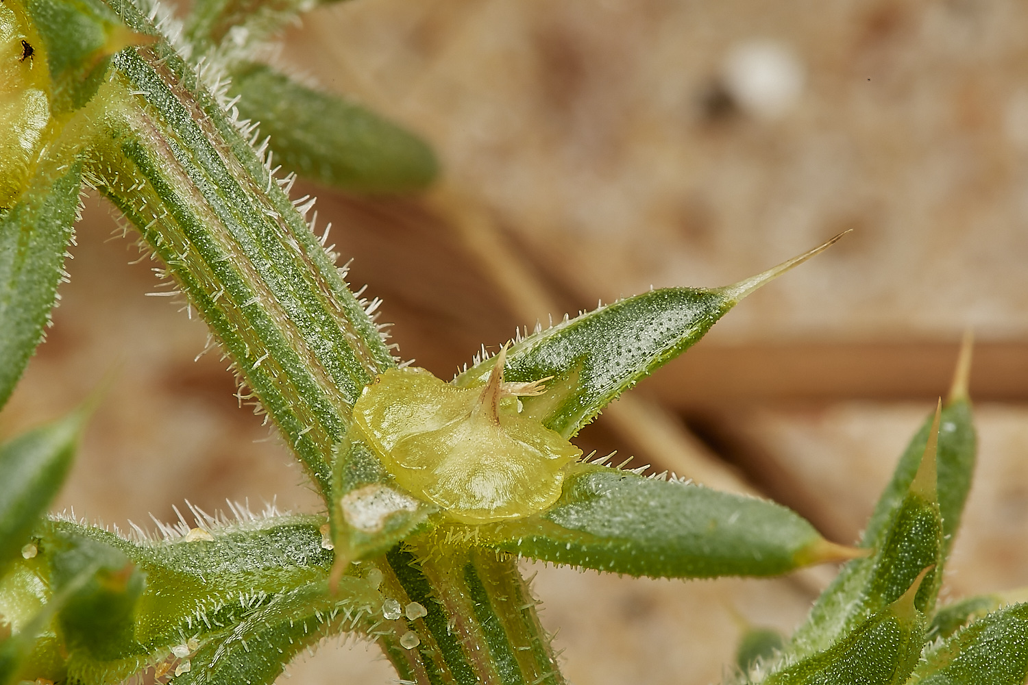 NorthDenesPricklySaltwort180723-6-NEF_DxO_DeepPRIME