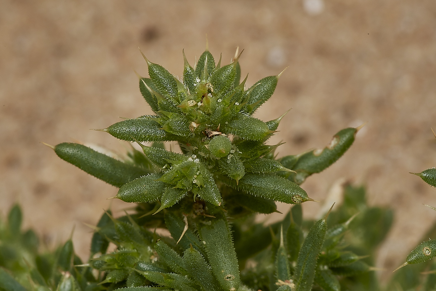 NorthDenesPricklySaltwort180723-8-NEF_DxO_DeepPRIME