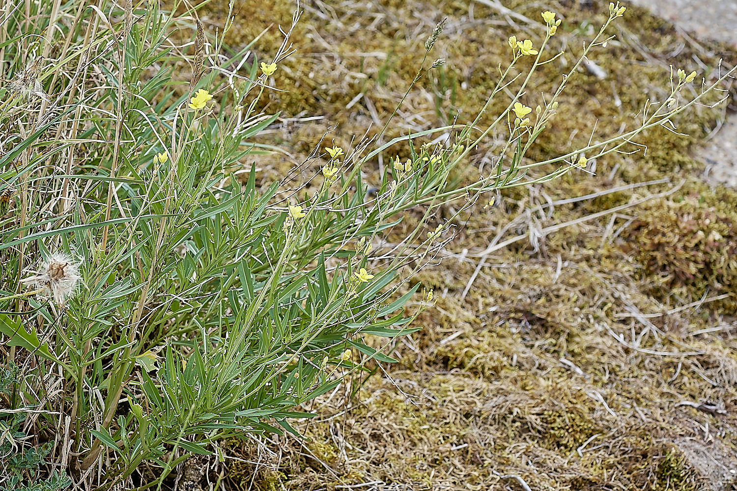 NorthDenesSea180723-3-NEF_DxO_DeepPRIME