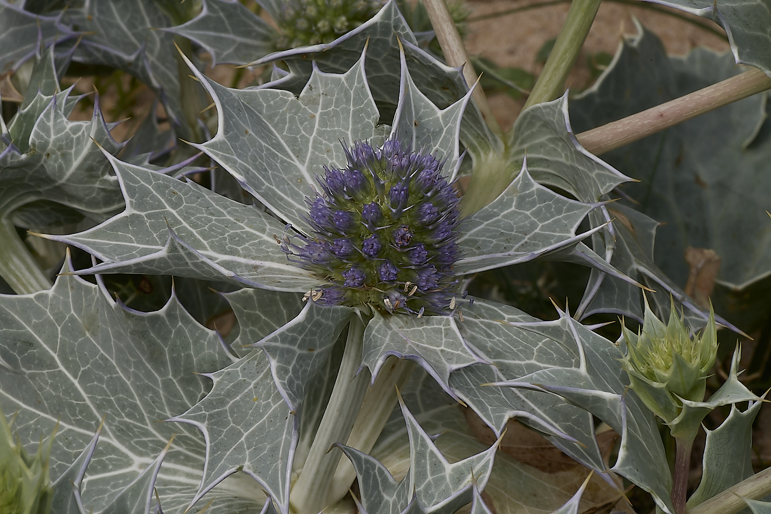 NorthDenesSeaHolly180723-2-NEF_DxO_DeepPRIME