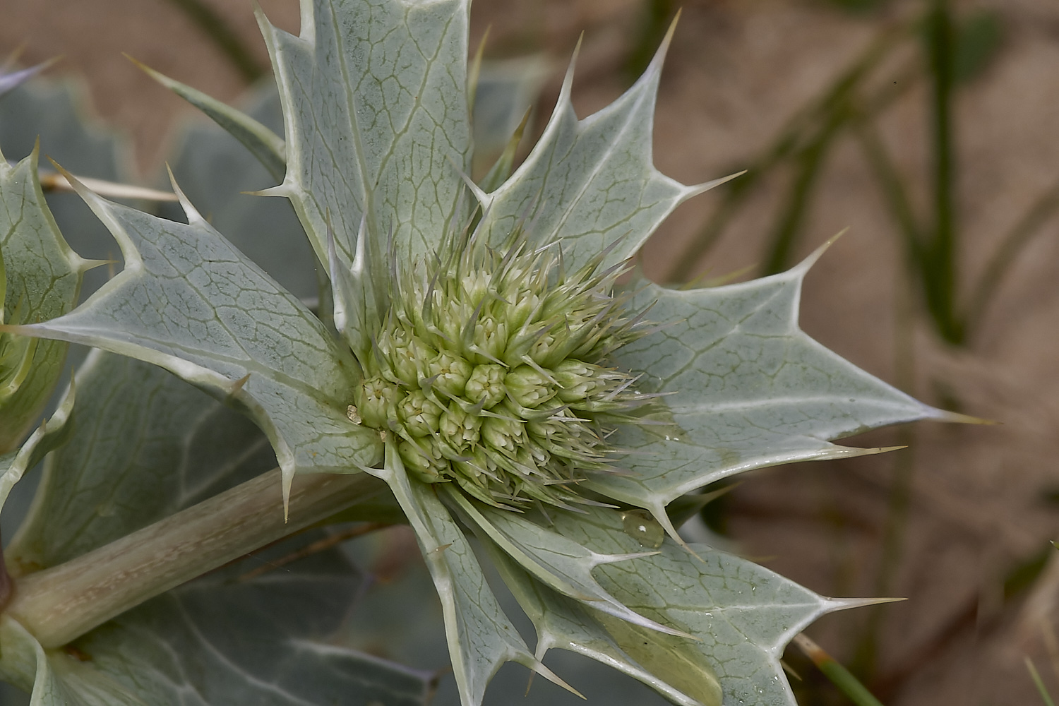 NorthDenesSeaHolly180723-3-NEF_DxO_DeepPRIME