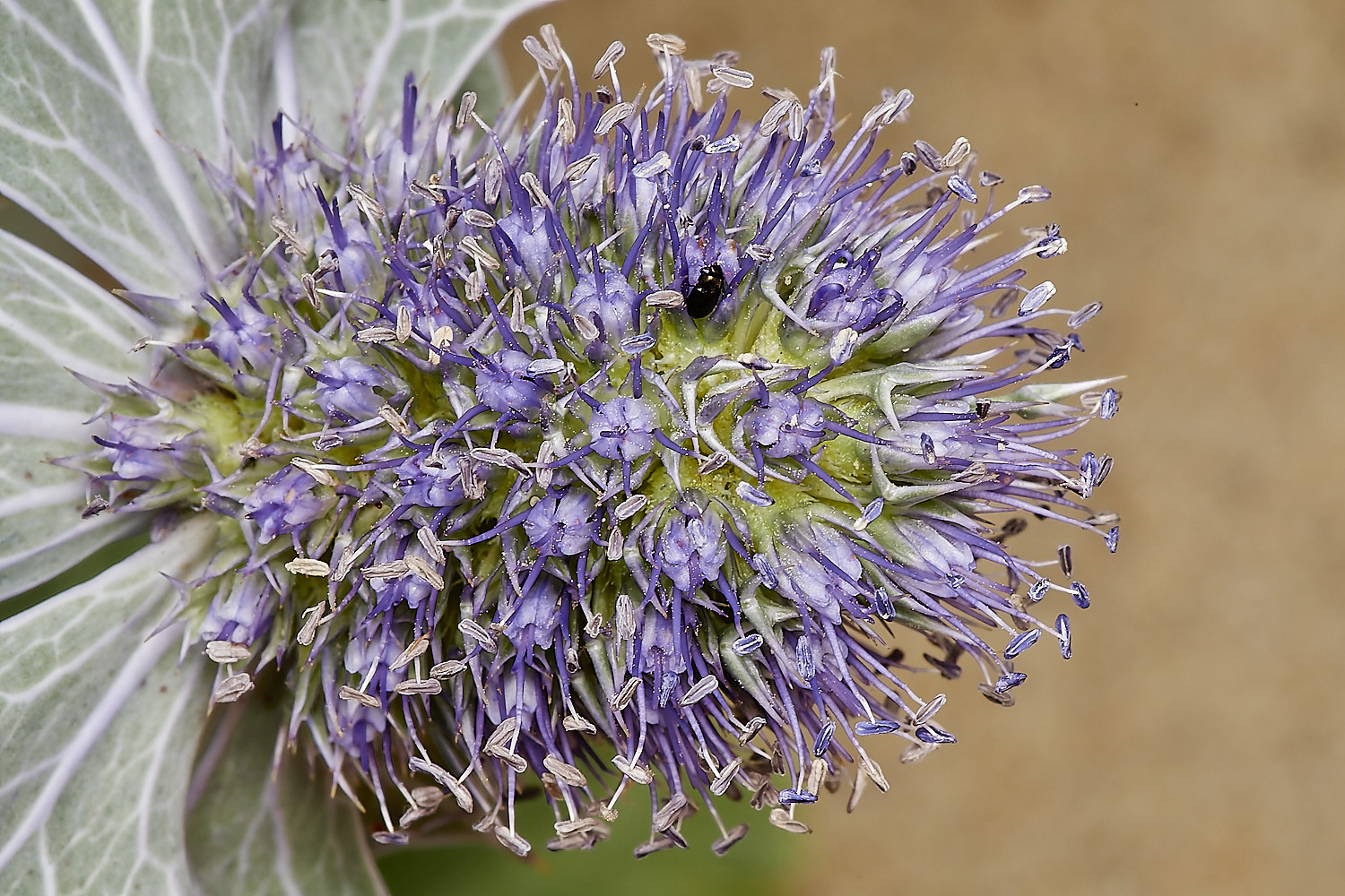 NorthDenesSeaHolly180723-7-NEF_DxO_DeepPRIME