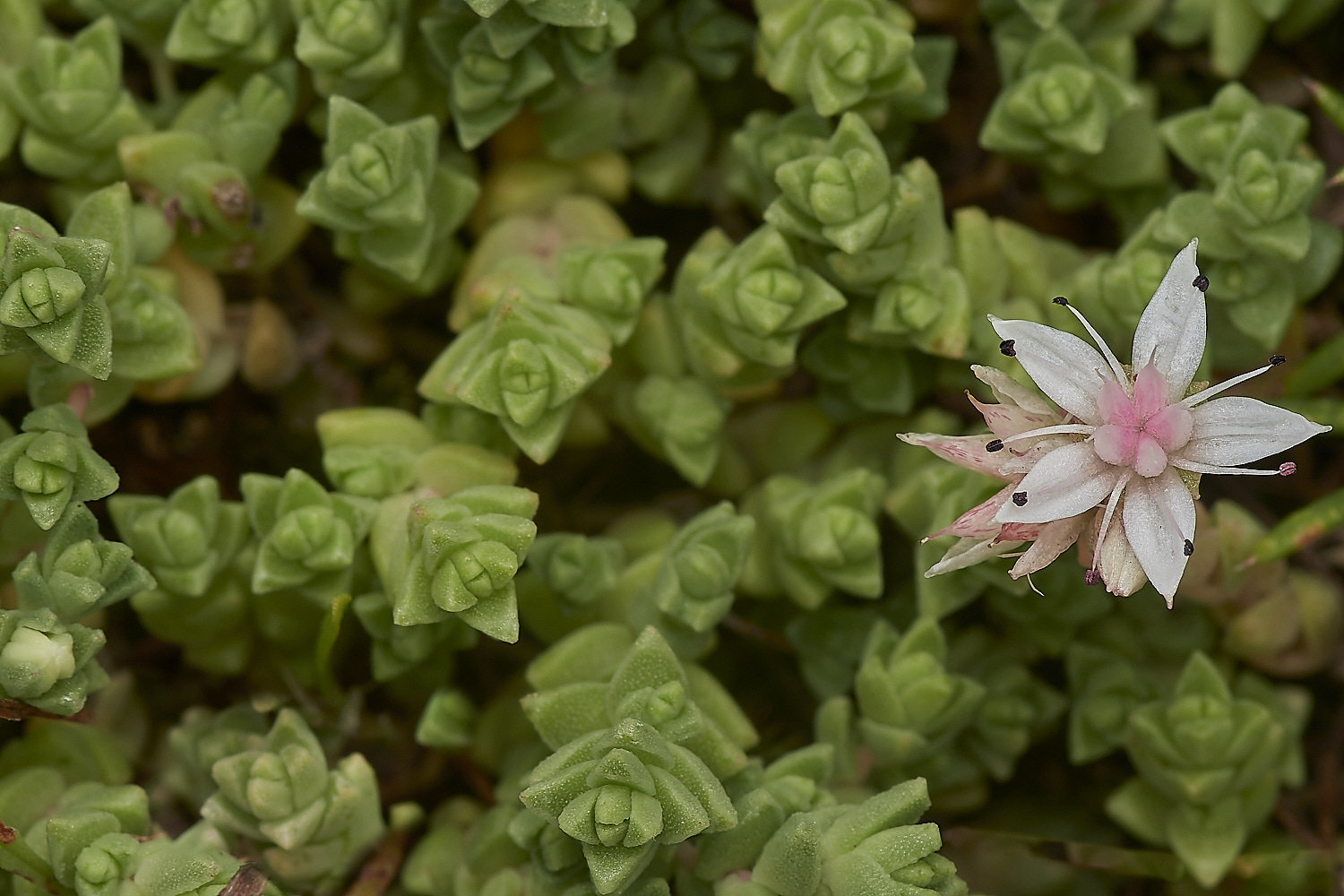 NorthDenesSedum180723-2-NEF_DxO_DeepPRIME