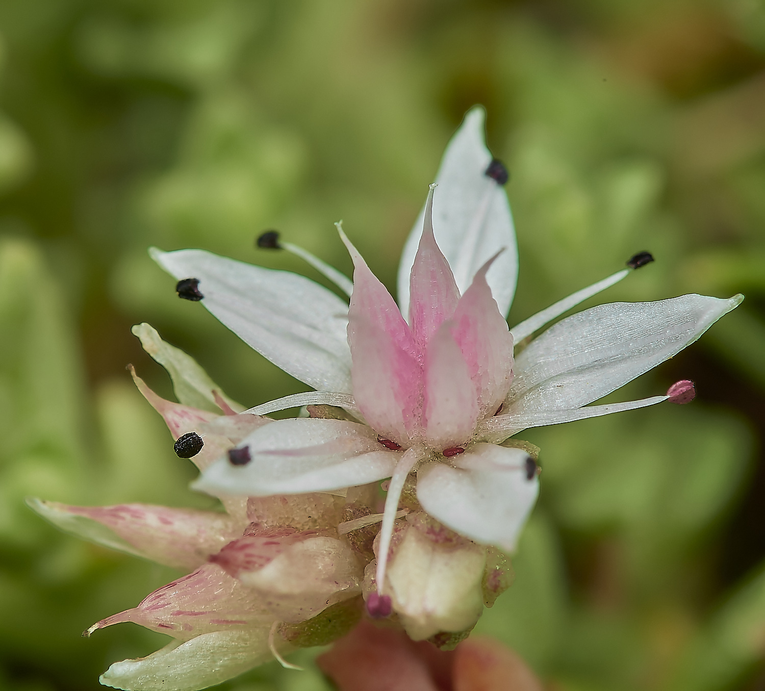 NorthDenesSedum180723-4-NEF_DxO_DeepPRIME