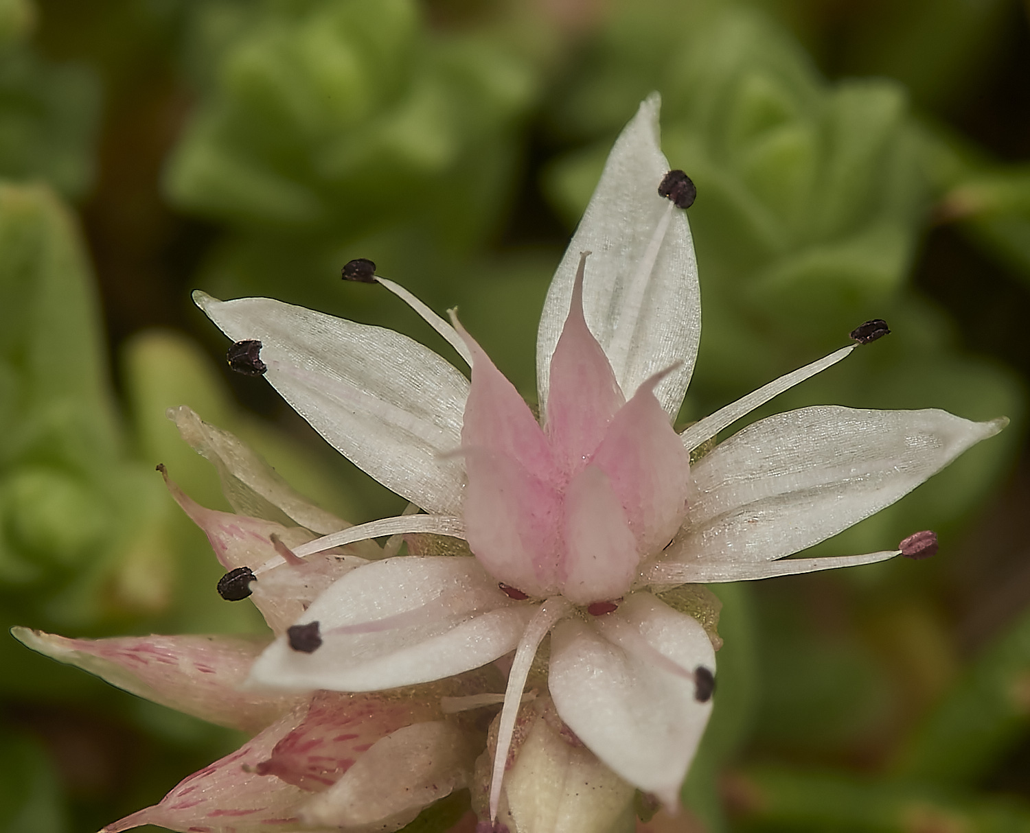 NorthDenesSedum180723-5-NEF_DxO_DeepPRIME