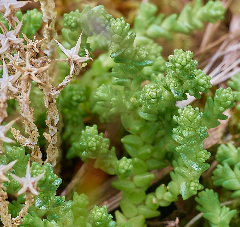 NorthDenesSedum2180723-1-NEF_DxO_DeepPRIME