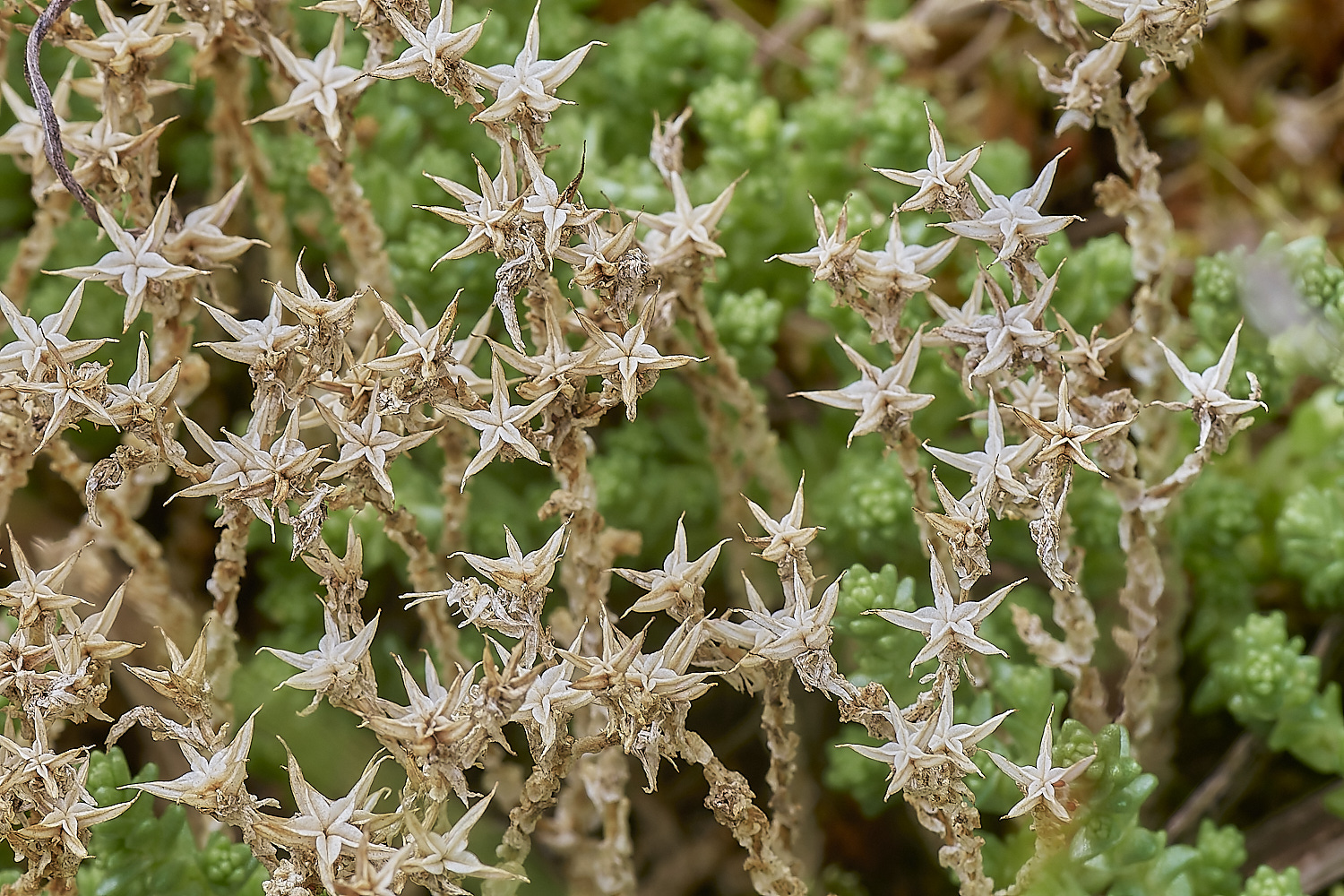 NorthDenesSedum2180723-2-NEF_DxO_DeepPRIME