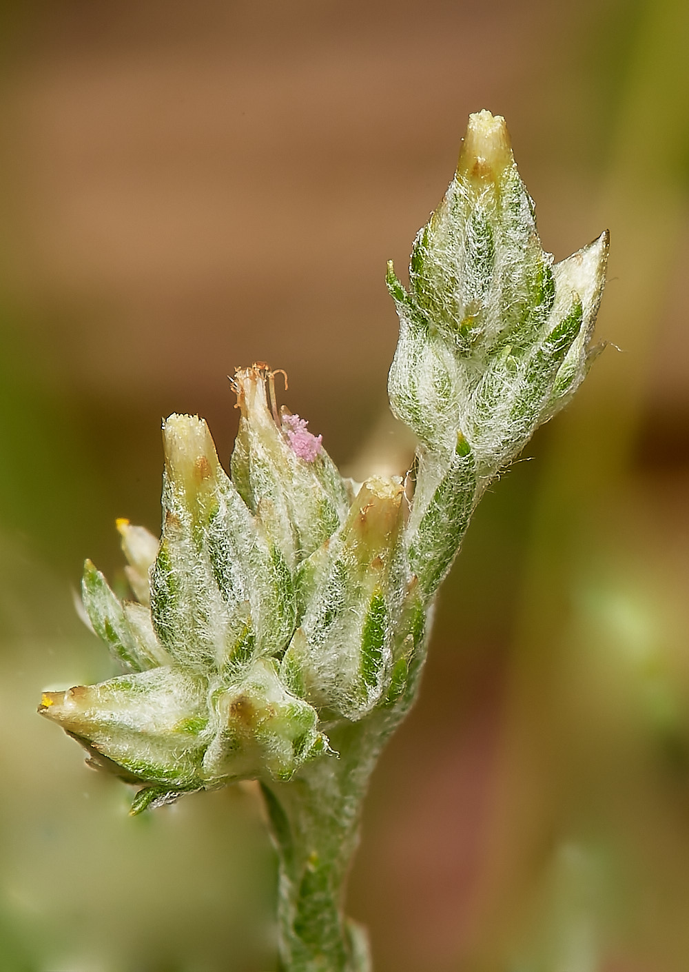 NorthDenesSmallcudweed180723-1-NEF_DxO_DeepPRIME