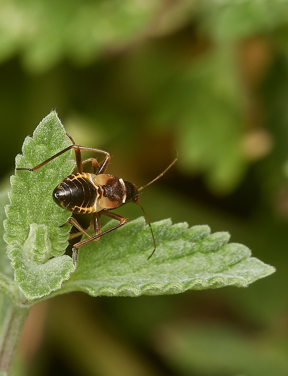 NorwichAntDamselBug280723-1-NEF_DxO_DeepPRIME