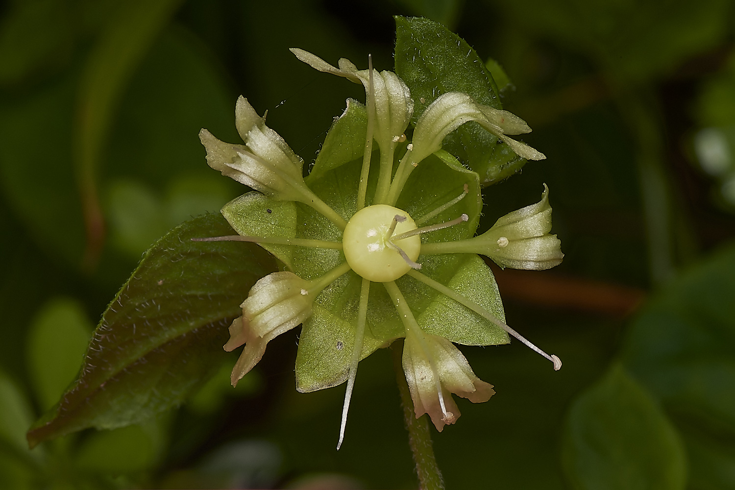 NorwichBerryCatchfly280723-1-NEF_DxO_DeepPRIME