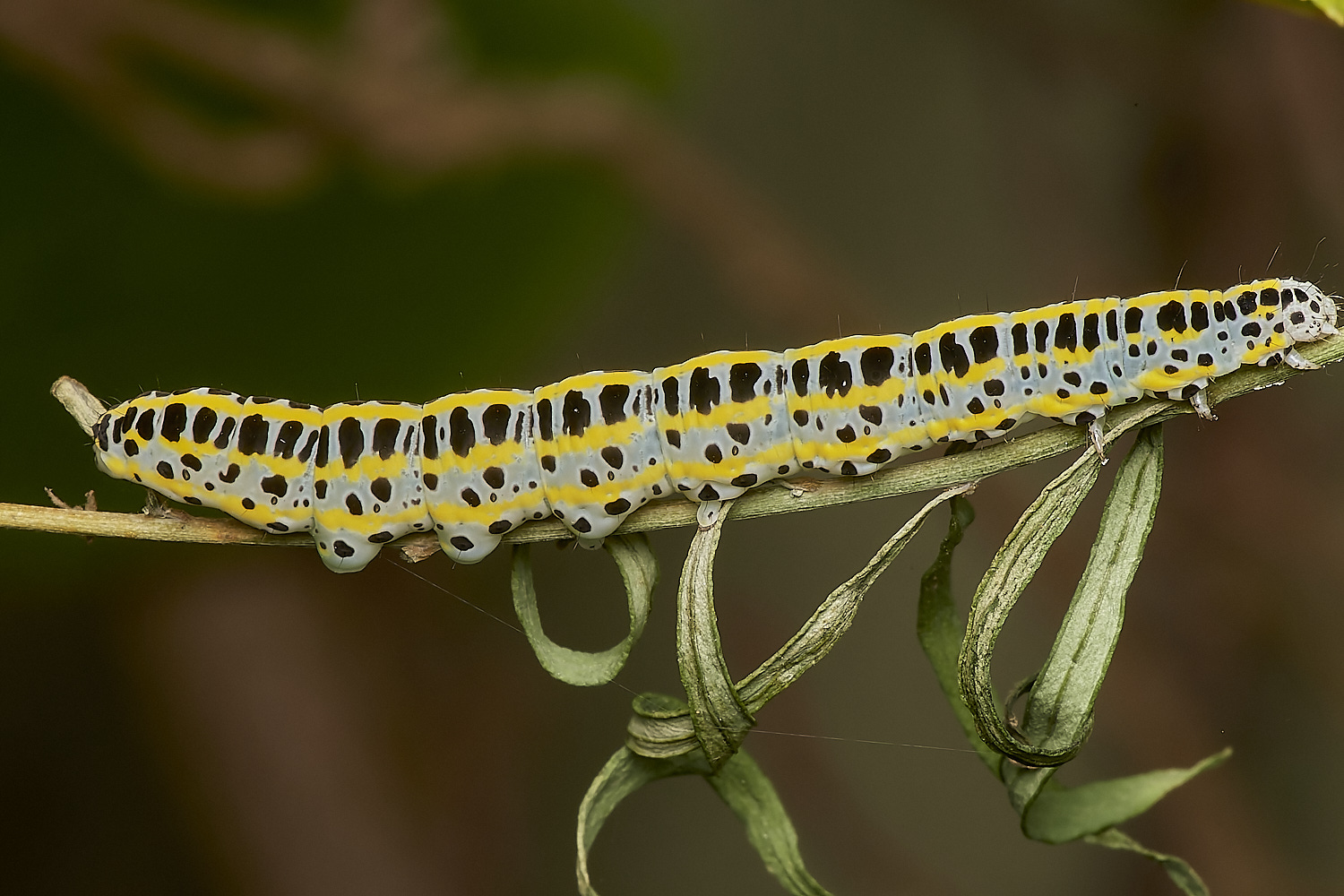 NorwichCaterpillar280723-1-NEF_DxO_DeepPRIME