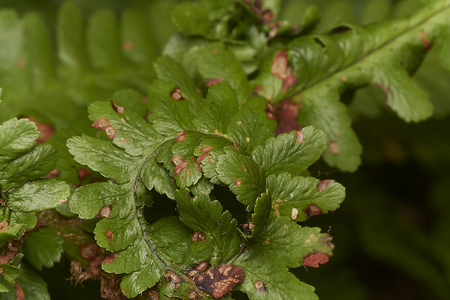 NorwichFern280723-2-NEF_DxO_DeepPRIME