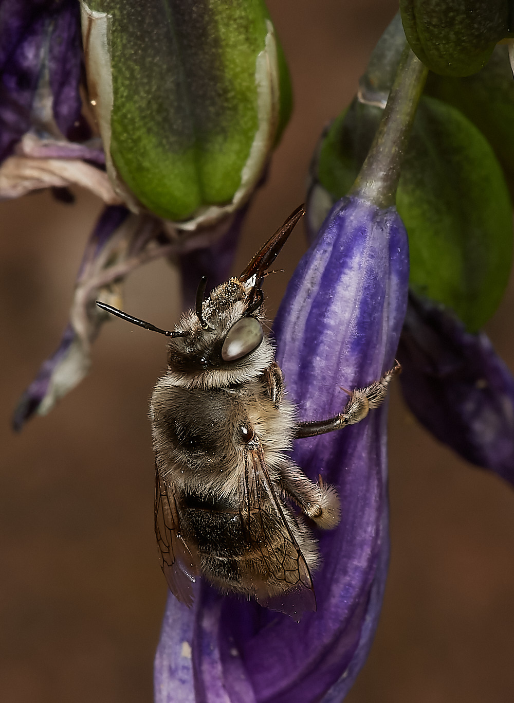 Norwichquadrimaculata280723-1-NEF_DxO_DeepPRIME