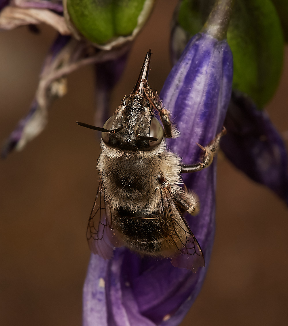 Norwichquadrimaculata280723-3-NEF_DxO_DeepPRIME