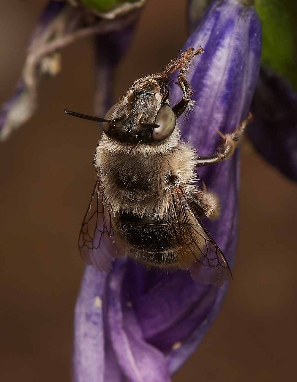 Norwichquadrimaculata280723-6-NEF_DxO_DeepPRIME