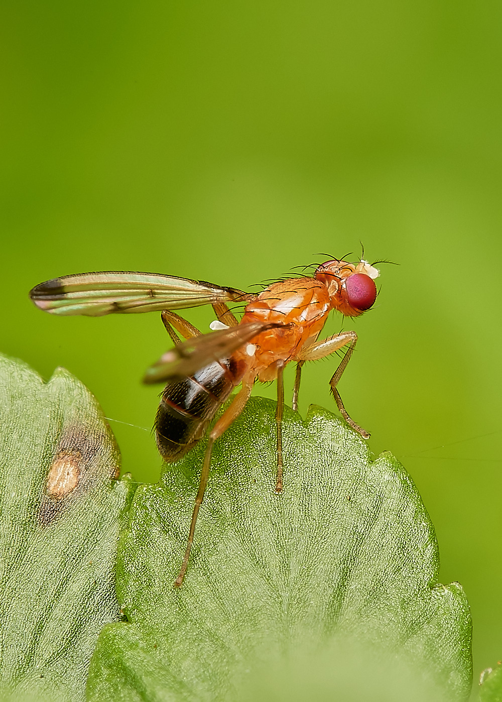 NorwichWing280723-3-NEF_DxO_DeepPRIME