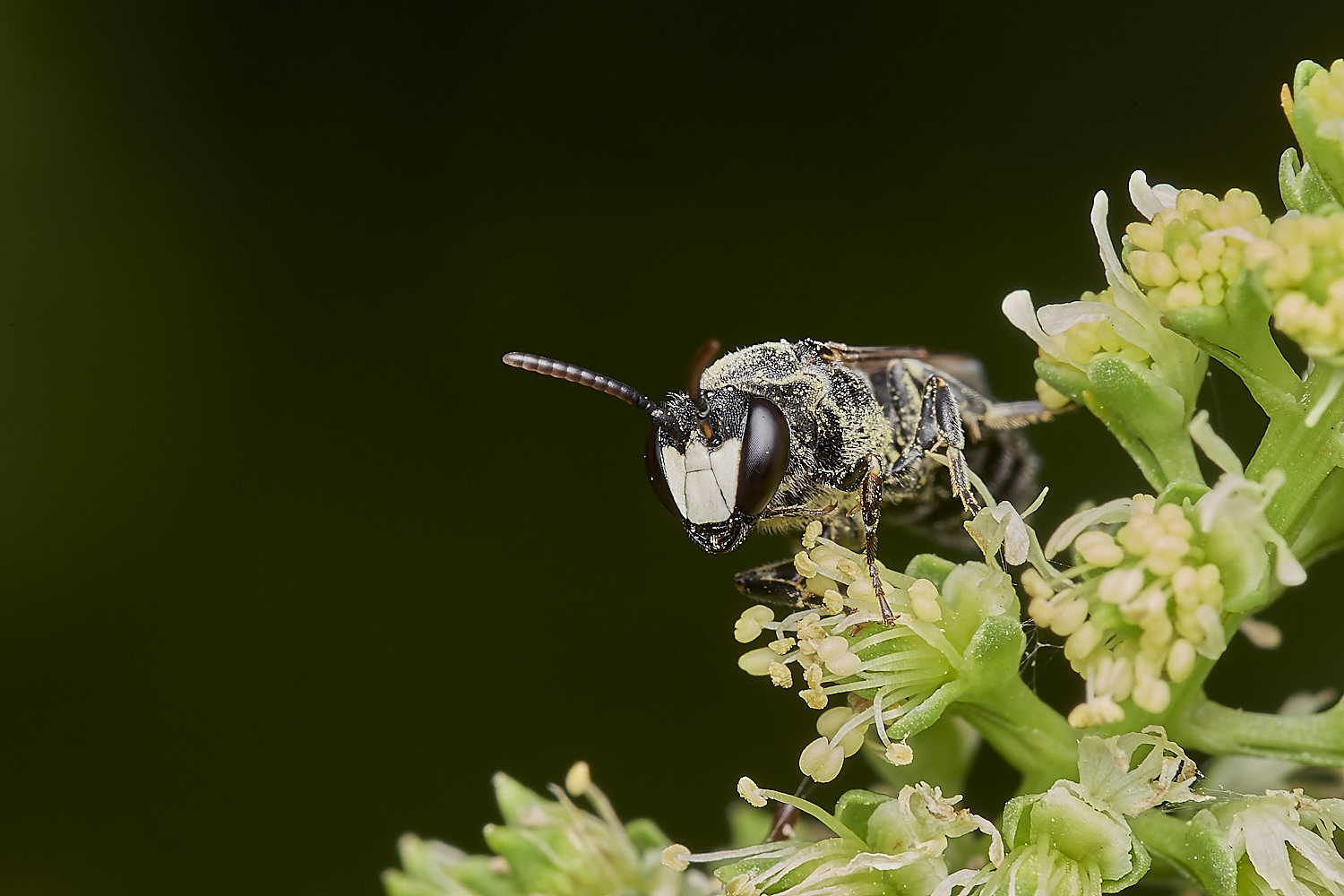 NorwichYFBee280723-1-NEF_DxO_DeepPRIME