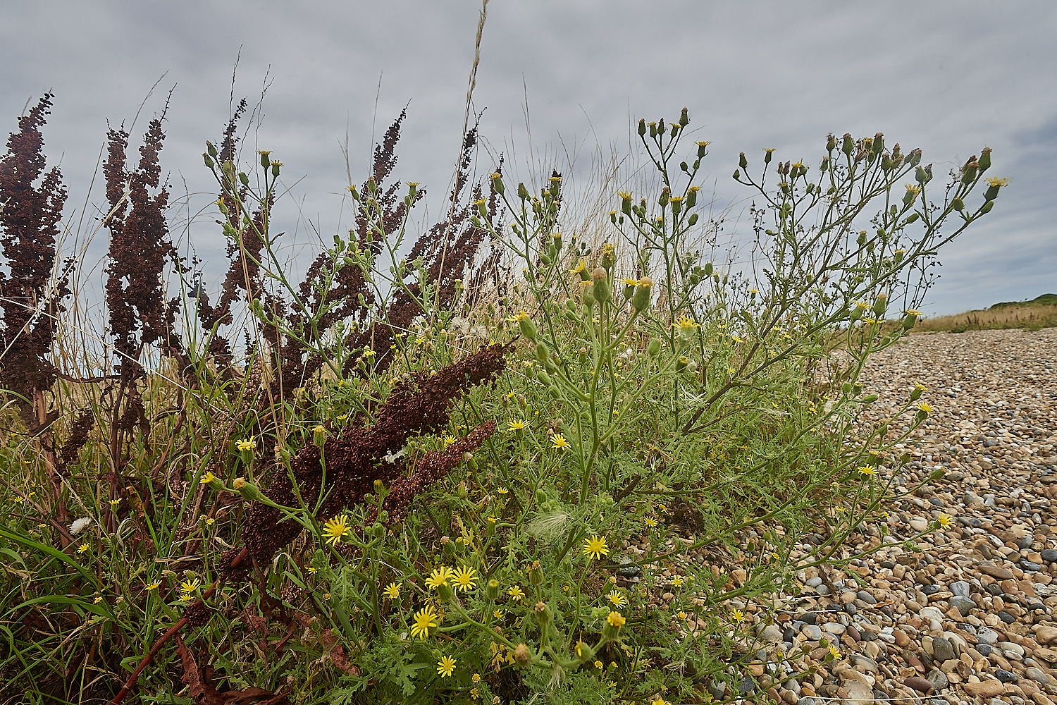 SalthouseStickyRagwort100823-3-NEF_DxO_DeepPRIME