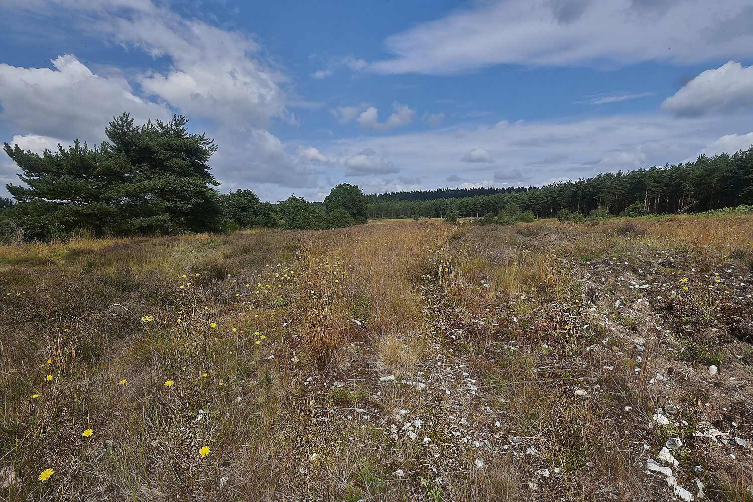 SantonDownham210723-1-NEF_DxO_DeepPRIME