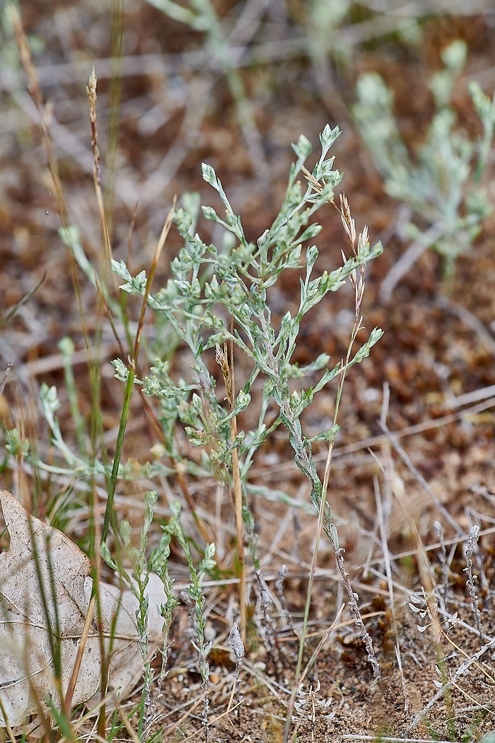 SantonDownhamSmallCudweed210723-1-NEF_DxO_DeepPRIME