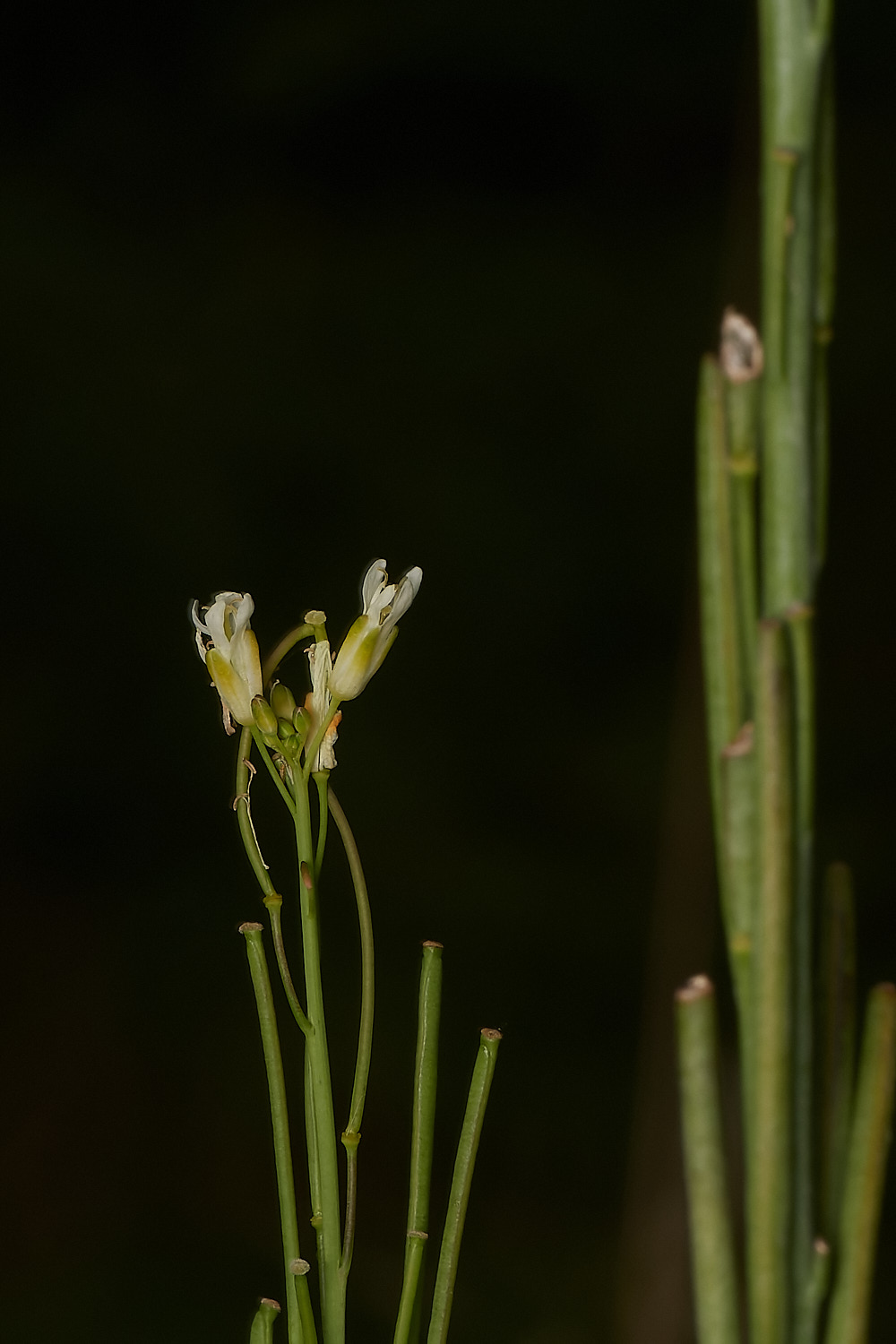 SantonDownhamTowerMustard210723-5-NEF_DxO_DeepPRIME