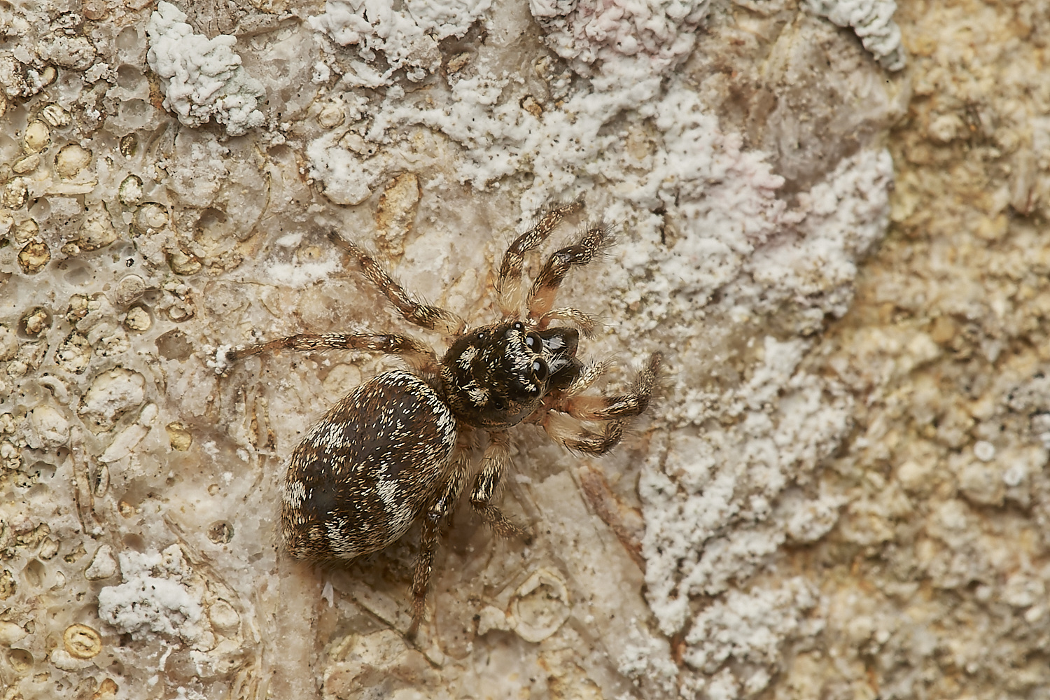 SantonJumpingSpider160723-1-NEF_DxO_DeepPRIME