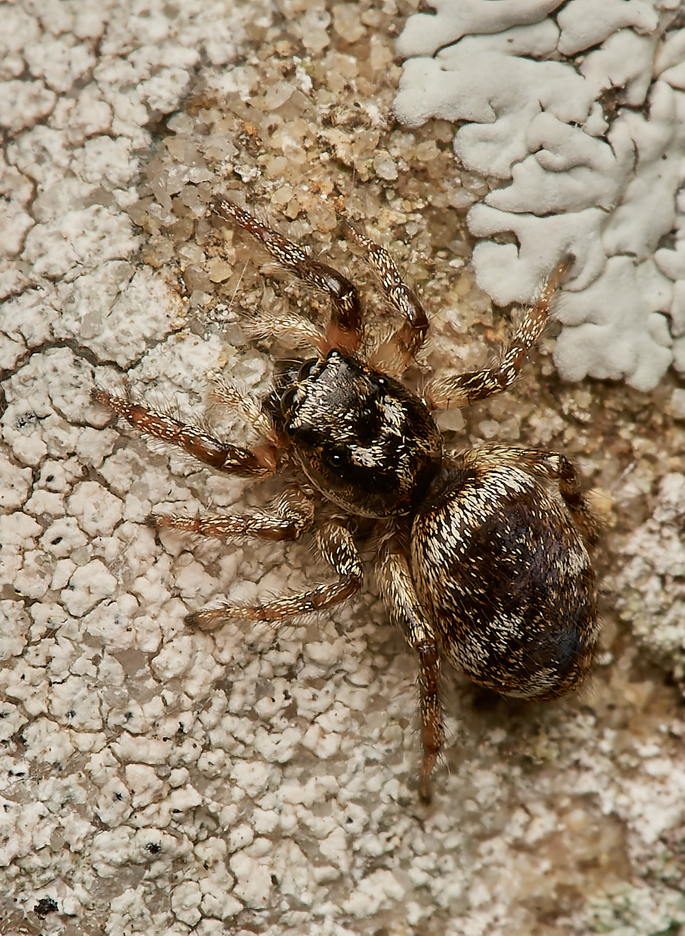 SantonJumpingSpider160723-2-NEF_DxO_DeepPRIME