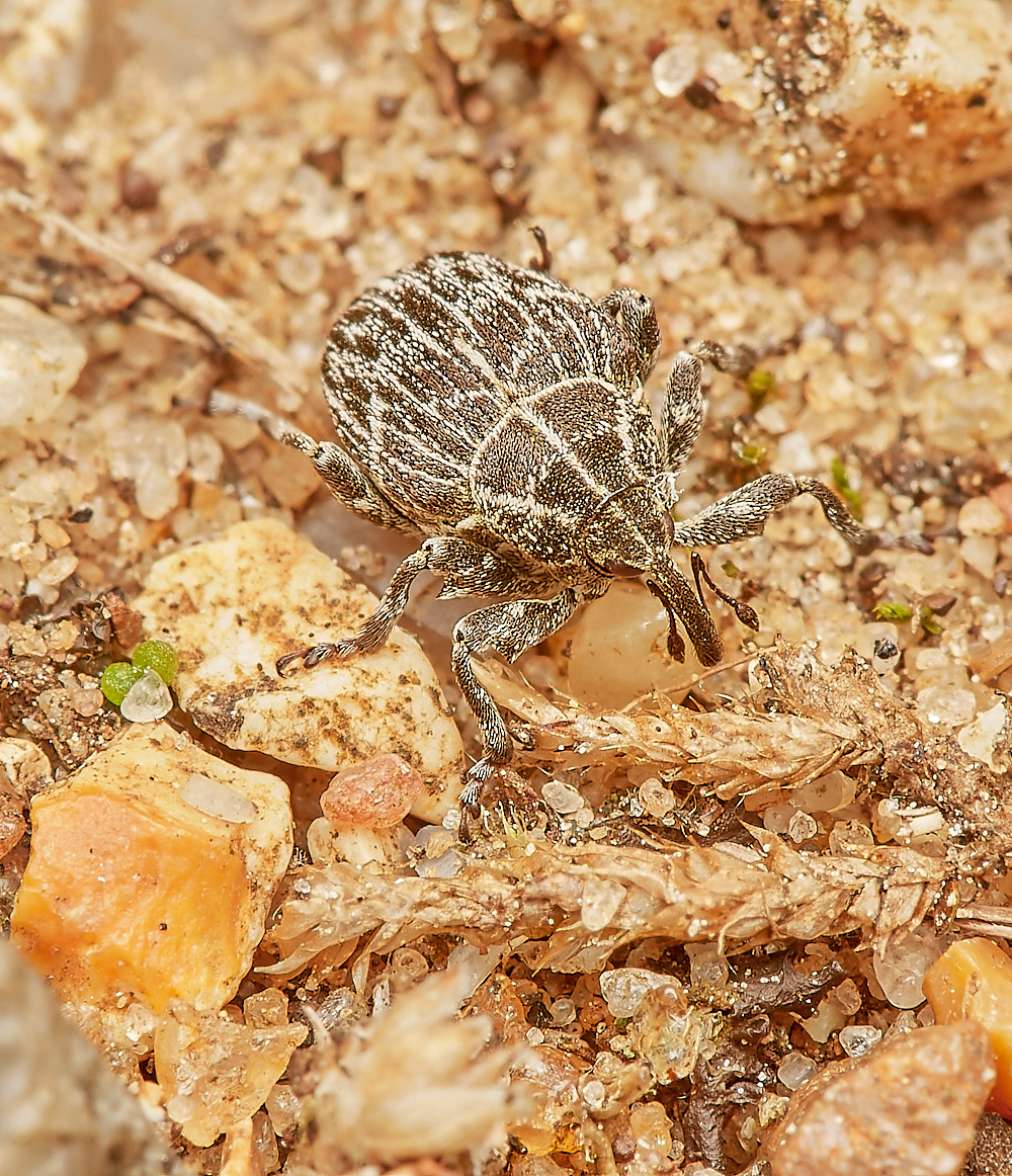 SantonWeevil160723-1-NEF_DxO_DeepPRIME