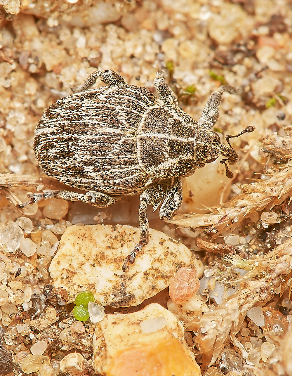 SantonWeevil160723-2-NEF_DxO_DeepPRIME