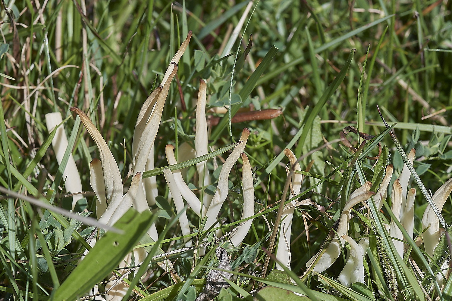 WeetimgHeathFungus090823-1-NEF_DxO_DeepPRIME