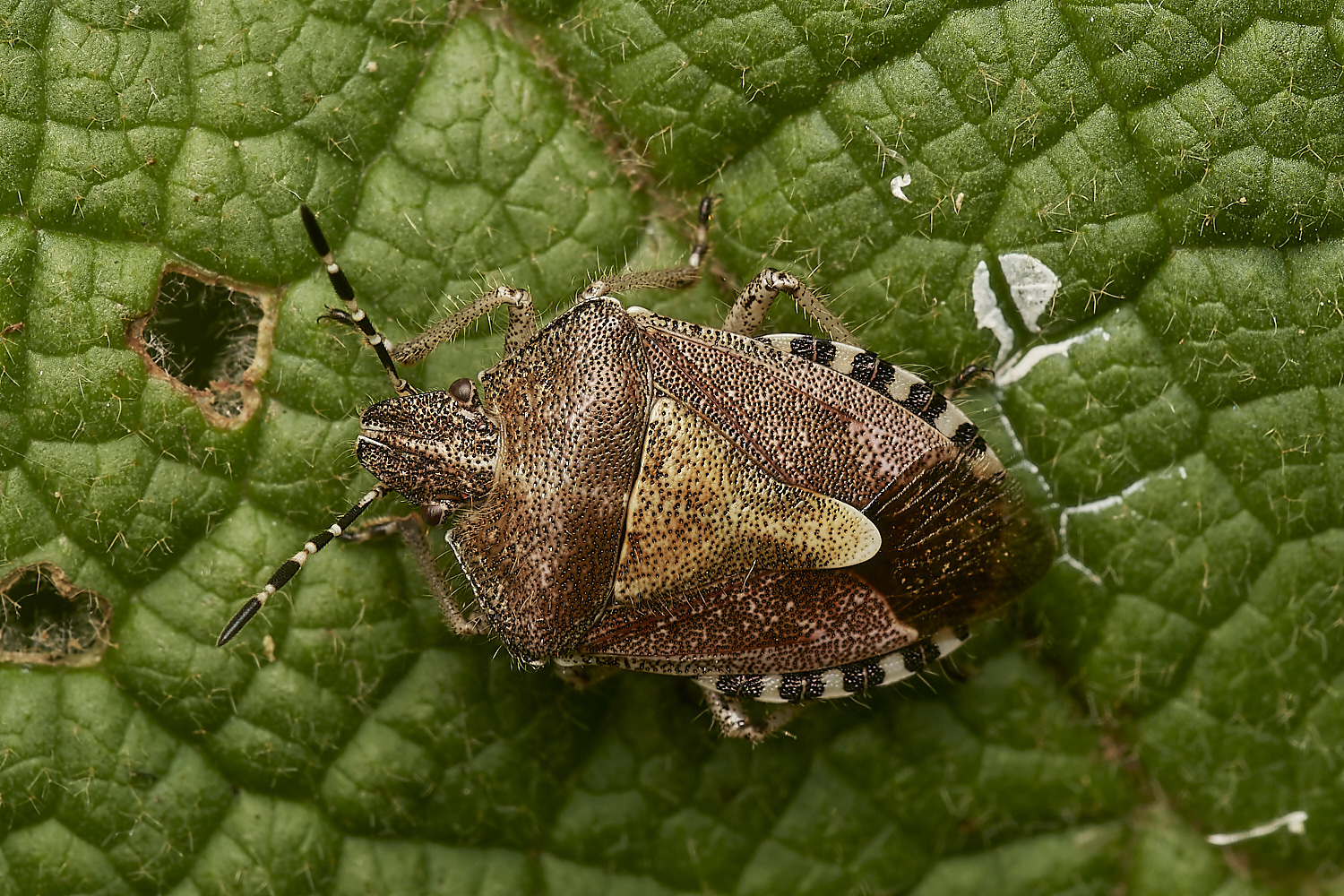 WeetimgHeathShieldBug090823-2-NEF_DxO_DeepPRIME